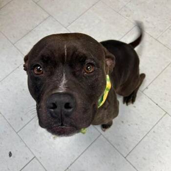 Gracie -  Pit Bull Terrier Dog for Adoption in Turlock, California - Gracie | PetCurious