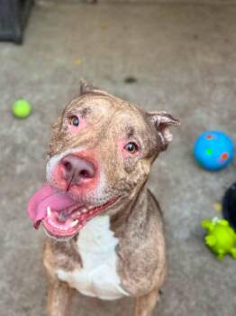 Illy -  Pit Bull Terrier Dog for Adoption in Chicago, Illinois - Illy | PetCurious