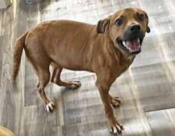 Chris -  Terrier Dog for Adoption in Sudbury, Massachusetts - Chris | PetCurious