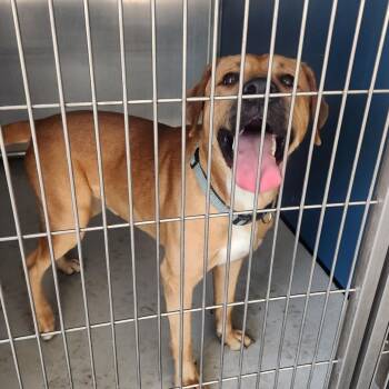 Labrador Retriever Dogs Available for Adoption in Greenville, South Carolina - Steven | PetCurious