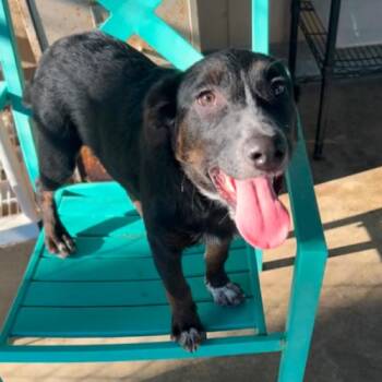 Jill -  Mixed Breed Dog for Adoption in Hamden, Connecticut - Jill | PetCurious