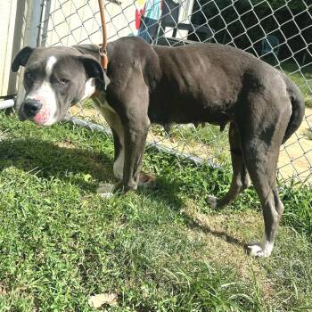 Sheena -  Pit Bull Terrier Dog for Adoption in Warrensburg, Missouri - Sheena | PetCurious