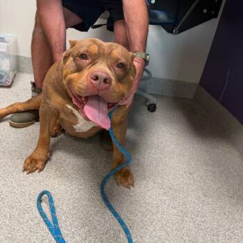 American Bulldog Dogs Available for Adoption - Missy | PetCurious