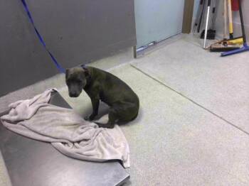 American Staffordshire Terrier Dogs Available for Adoption in Tallahassee, Florida - PEANUT BUTTER | PetCurious