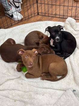 Landon -  Pointer Dog Available for Adoption in New Windsor, New York - Landon | PetCurious