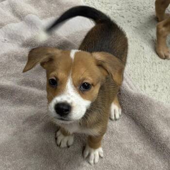 Skye -  Mixed Breed Dog for Adoption in Washougal, Washington - Skye | PetCurious