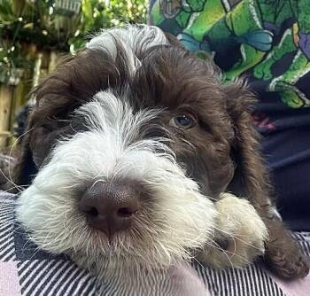 Odin -  Aussiedoodle Dog for Adoption in Alafaya, Florida - Odin | PetCurious