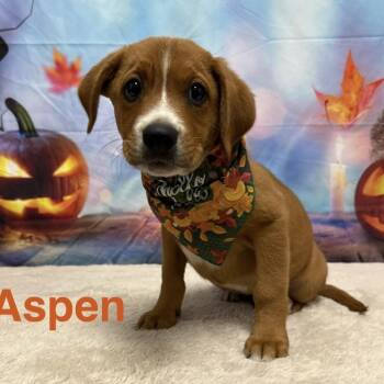 Aspen CS -  Beagle and Pit Bull Terrier Dog for Adoption in Columbia, Maryland - Aspen CS | PetCurious