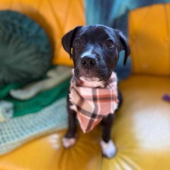 Pit Bull Terrier and Black Labrador Retriever Dogs Available for Adoption - Colorado State | PetCurious