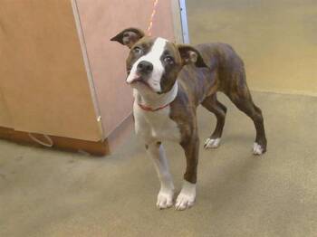 HANNAH -  Pit Bull Terrier Dog for Adoption in Sacramento, California - HANNAH | PetCurious