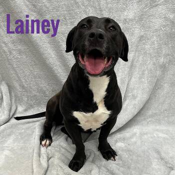 Lainey -  Labrador Retriever Dog for Adoption in Pleasantville, New Jersey - Lainey | PetCurious