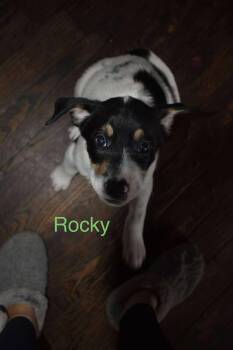 Rescue American Foxhound Dogs for Adoption in East Amherst, New York - Rocky | PetCurious