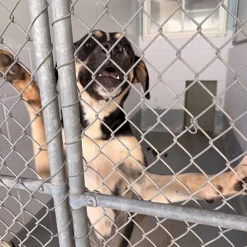Reese -  Shepherd Dog for Adoption in Columbus, North Carolina - Reese | PetCurious