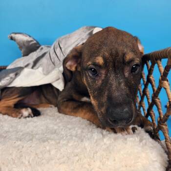 Lemon Shark -  Mixed Breed Dog for Adoption in Fort Wayne, Indiana - Lemon Shark | PetCurious