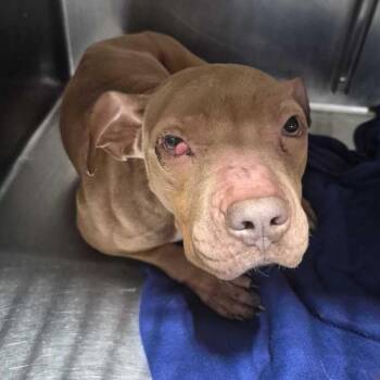 Suspenseful With A Pencil -  Mixed Breed Dog for Adoption in Davenport, Iowa - Suspenseful With A Pencil | PetCurious