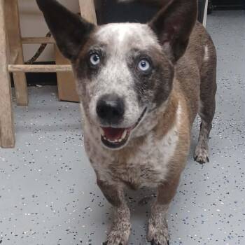 Australian Shepherd and Mixed Breed Dogs Available for Adoption in New Tazewell, Tennessee - Dunn | PetCurious