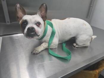 Terrier Dogs Available for Adoption in Antioch, California - ERIS DEW | PetCurious