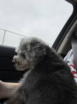 Poodle and Yorkshire Terrier Dogs Available for Adoption in Houston, Texas - Miles | PetCurious