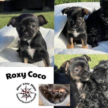 Roxy Coco -  Chihuahua and Terrier Dog for Adoption in Princeton, British Columbia - Roxy Coco | PetCurious