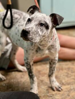 Australian Cattle Dog Blue Heeler Dogs Available for Adoption in Brunswick, Maine - BB | PetCurious