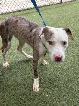 John B -  Mixed Breed Dog for Adoption in West Chester, Pennsylvania - John B | PetCurious