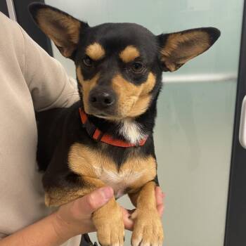 Chihuahua Dogs Available for Adoption in Abilene, Texas - Lelia | PetCurious