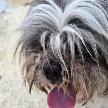 Jimmy -  Shih Tzu Dog Available for Adoption in Goltry, Oklahoma - Jimmy | PetCurious