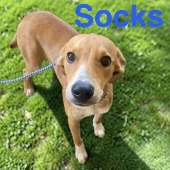 Socks -  Labrador Retriever Dog for Adoption in Austin, Texas - Socks | PetCurious