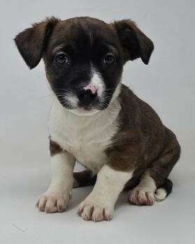 Beagle and Terrier Dogs Available for Adoption - Harry | PetCurious