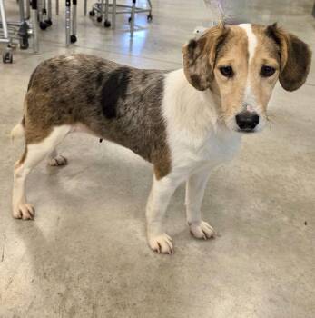 Beagle and Shetland Sheepdog Sheltie Dogs Available for Adoption - Ivy 2026 | PetCurious