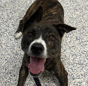 Rescue Dutch Shepherd Dogs for Adoption in Golden, Colorado - Penelope | PetCurious