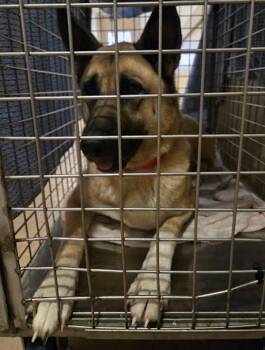 Coco -  German Shepherd Dog Dog for Adoption in Austin, Texas - Coco | PetCurious