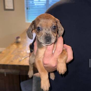 Dachshund and Basset Hound Dogs Available for Adoption in San Diego, California - Litter Of 5_female 3 | PetCurious