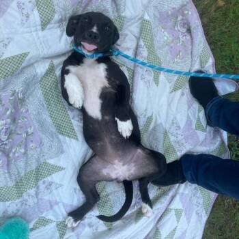 Dee -  Pit Bull Terrier and Mixed Breed Dog for Adoption - Dee | PetCurious