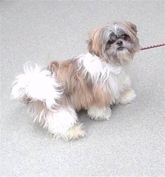 SKYRIM -  Shih Tzu and Mixed Breed Dog Available for Adoption in Omaha, Nebraska - SKYRIM | PetCurious