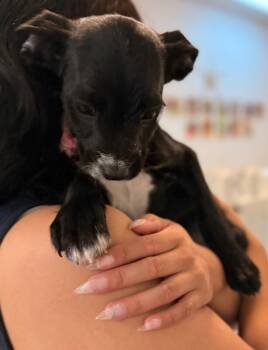 Terrier and Mixed Breed Dogs Available for Adoption in Los Angeles, California - Oreo | PetCurious