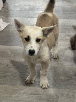 Dale -  Corgi and Cattle Dog Dog for Adoption in Albuquerque, New Mexico - Dale | PetCurious