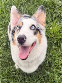 DOLLY -  Cardigan Welsh Corgi Dog for Adoption in Aliquippa, Pennsylvania - DOLLY | PetCurious