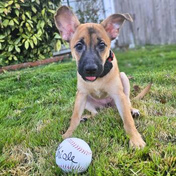 Belgian Shepherd Malinois Dogs Available for Adoption - Oriole | PetCurious