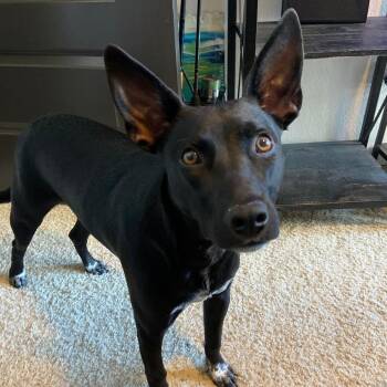 Onyx -  Labrador Retriever and Mixed Breed Dog for Adoption in Pasadena, California - Onyx | PetCurious