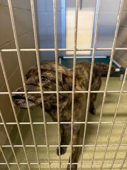 Piper -  Mixed Breed Dog for Adoption in Gallatin, Tennessee - Piper | PetCurious