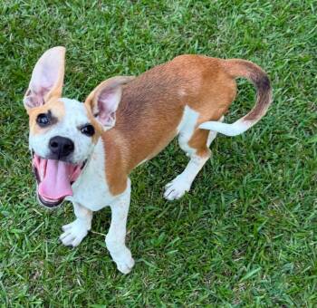 Toffee -  Mixed Breed Dog for Adoption in Northwood, New Hampshire - Toffee | PetCurious