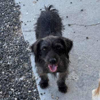 Louis -  Mixed Breed Dog for Adoption in Midland, Texas - Louis | PetCurious