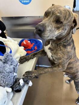 Rescue Pit Bull Terrier Dogs for Adoption in Chula Vista, California - LOKI | PetCurious