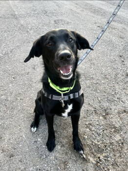 Rescue Labrador Retriever and Collie Dogs for Adoption in Minneapolis, Minnesota - Dublin | PetCurious