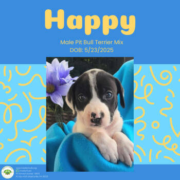 Rescue Pit Bull Terrier Dogs for Adoption in Pottstown, Pennsylvania - Happy | PetCurious
