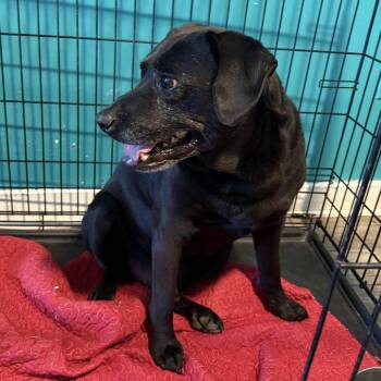 Moose -  Black Labrador Retriever Dog for Adoption in Jefferson City, Tennessee - Moose | PetCurious
