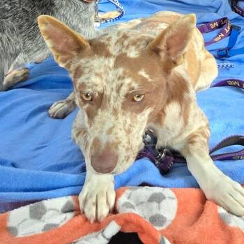 Cattle Dog and Mixed Breed Dogs Available for Adoption - Teeter | PetCurious