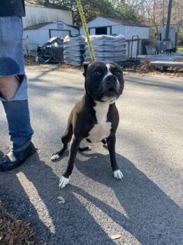 Rescue Pit Bull Terrier and Mixed Breed Dogs for Adoption in Anderson, Indiana - Athena | PetCurious