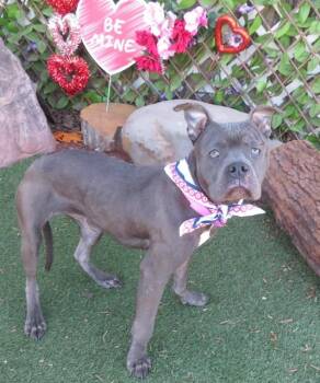 Pit Bull Terrier and Mixed Breed Dogs Available for Adoption in Oklahoma City, Oklahoma - SPARKLE | PetCurious